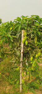 किसान संतोष मरांडी